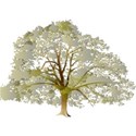 oak-tree