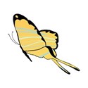 Butterfly 11