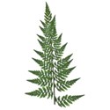 fern 01