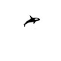 whale_1