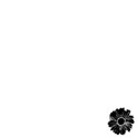 White Background with One Flower