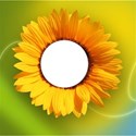 sunflower-wallpaper_1