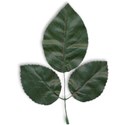 leaf_mikki_livanos