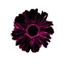 Large Black/Pink Flower