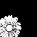 Black with White Flower - lower left