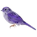 bird purple