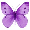 butterfly purple 2