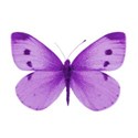 butterfly purple