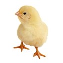 chick 01
