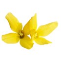 floral forsythia 1