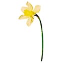 daffodil 02