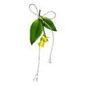 daffodil dangle string  01