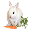 cluster bunny carrot