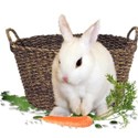 cluster bunny basket carrot