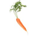 carrot 02