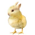 chickbunny