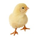 chick 02