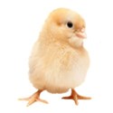 chick 04