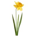 daffodil 01