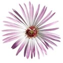 flower 01