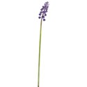 grape hyacinth 01
