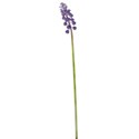 grape hyacinth 02