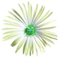 flower 04