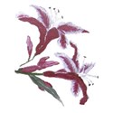 2 Lillies 2