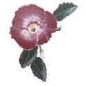 Camellia