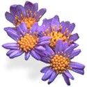 Flower 26