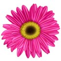 KKGerbera1