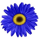 KKGerbera4