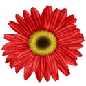 KKGerbera2