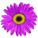 KKGerbera3