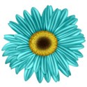 KKGerbera5