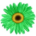 KKGerbera6