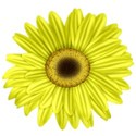 KKGerbera7