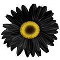 KKGerbera10