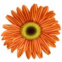 KKGerbera8