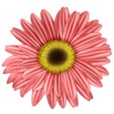 KKGerbera11