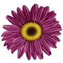 KKGerbera13