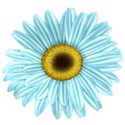 KKGerbera18