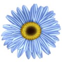 KKGerbera17