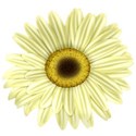 KKGerbera20