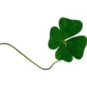 four leaf clover