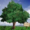 csb_ourfamilytreebg2