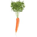 carrot test copy