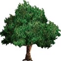 csb_familytree-tree