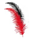 plumas