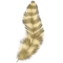 feather